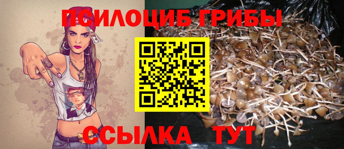 Галлюциногенные грибы прущие грибы  Вход с VPN  Пенза  Галлюциногенные грибы Psilocybine cubensis 